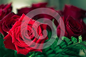 Beautiful red rose macro shot close up. Valentines Day