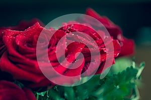 Beautiful red rose macro shot close up. Valentines Day