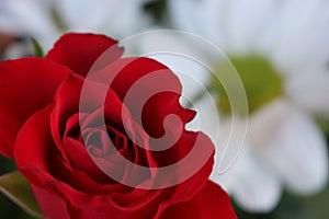 beautiful red rose natural aromatic flower gift detail photo