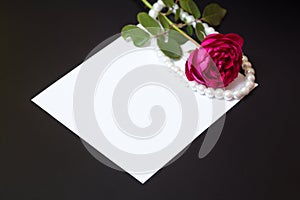 Beautiful red rose with pearls on blank white sheet paper