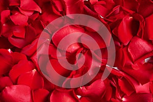 Beautiful red rose petals as background photo