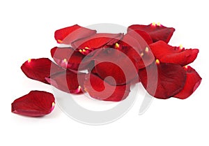 Beautiful red rose petals