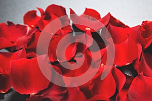 Beautiful red rose petals background.