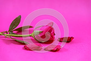 Beautiful red rose with petals on pink background, wallpaper, red rose flower background