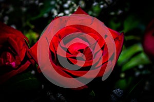 Beautiful red rose with pettels