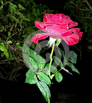 Redrose photo