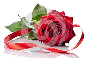 Beautiful Red Rose and Red Ribbon Isolated on White