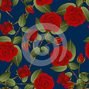 Beautiful Red Rose - Rosa on Indigo Blue Background. Valentine Day.