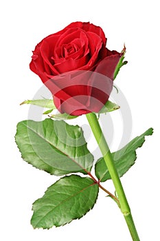 Beautiful red Rose Rosaceae isolated on white background. photo