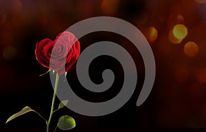 Beautiful red rose in shape of a heart .Symbol of love. Valentine day concept