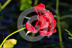 A beautiful red rose shows its beauty