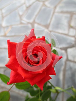 Beautiful red rose in the spring garden. Splendid and romantic flower