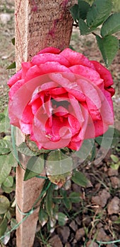 A beautiful red rose on sunlight. Loking so beautiful