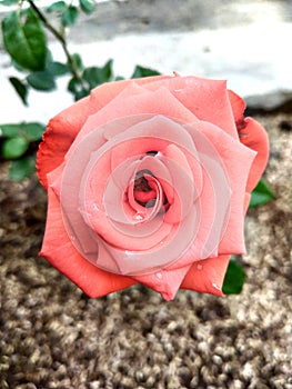 A beautiful red rose with a trickle of water