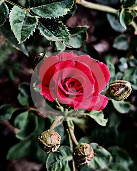 A beautiful Red Rose for wallpaper