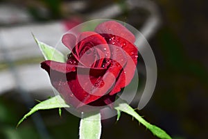 A beautiful Red rose water drops