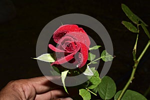 A beautiful Red rose water drops