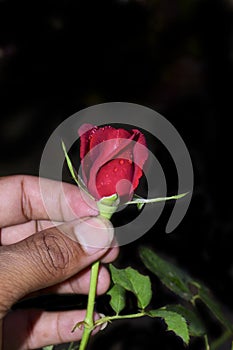 A beautiful Red rose water drops