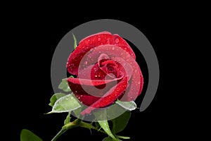 A beautiful Red rose water drops