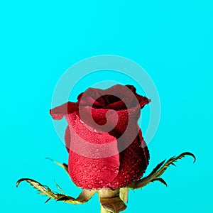 beautiful red rose with waterdrops illustrating the concept of morning dew