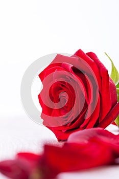 Beautiful red rose on white bachground