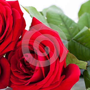 Beautiful red rose on white bachground isolated