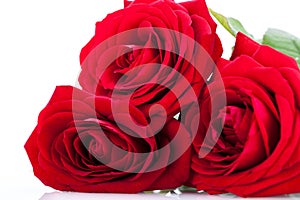 Beautiful red rose on white bachground isolated