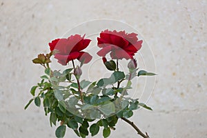 Beautiful red roses