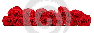 Beautiful red roses arranged as a horizontal border over white