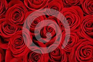 Beautiful red roses as background. Floral decor