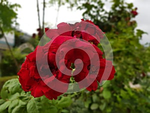 Beautiful red roses bloom in the garden selective focus