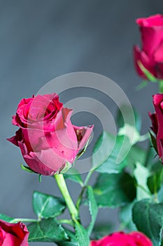 Beautiful Red Roses Bouquet, Close-up, Vertical