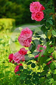 Beautiful red roses bush in garden at summer day