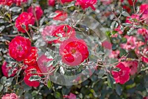 Beautiful red roses bush in the garden at summer day. Selective focus