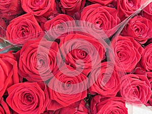 Beautiful red roses, close up