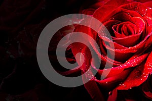 Beautiful red roses with drops of water on black background