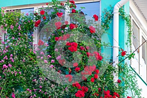 Beautiful red roses on facade at window at old house in street