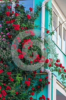 Beautiful red roses on facade at window at old house in street