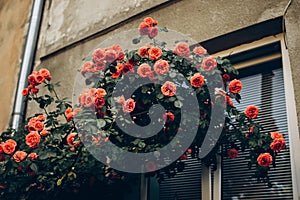 Beautiful red roses on facade at window at old house in street c