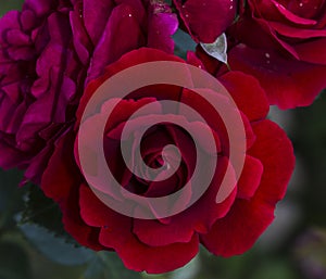Beautiful red roses flower in garden Rose flower background Roses flower texture