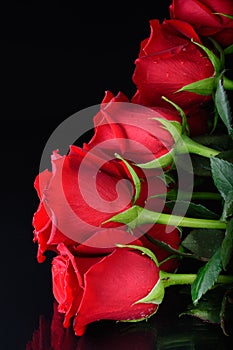 Beautiful red roses. Flowers on a dark background