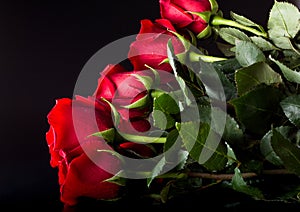 Beautiful red roses. Flowers on a dark background