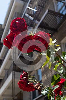 Beautiful Red Roses in front of a Generic Apartment Building with Fire Escapes in Astoria Queens New York