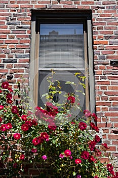 Beautiful Red Roses in front of an Urban Window on an Old Brick Apartment Building in Astoria Queens New York