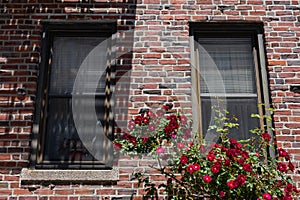 Beautiful Red Roses in front of Urban Windows on an Old Brick Apartment Building in Astoria Queens New York