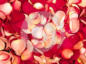 Beautiful Red Roses Petal Background