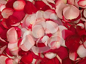 Beautiful Red Roses Petal Background