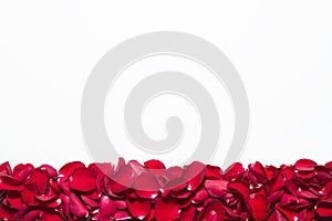 Beautiful red roses petals on white background. Valentine's Day, anniversary etc background.