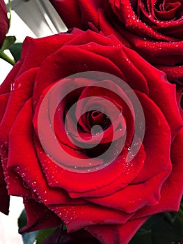 Beautiful red roses with water drops view