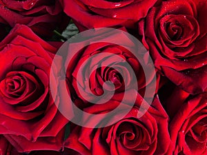 Beautiful red roses with water drops view